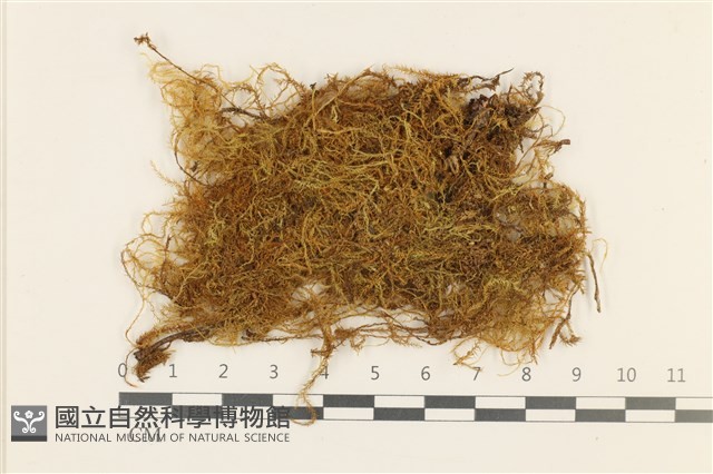 四川懸蘚藏品圖，第1張