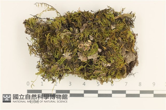登錄號:B00005193藏品圖，第1張