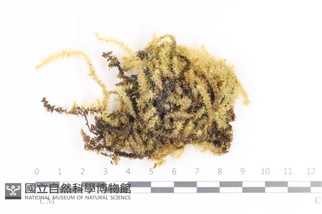 大灰氣蘚藏品圖，第1張