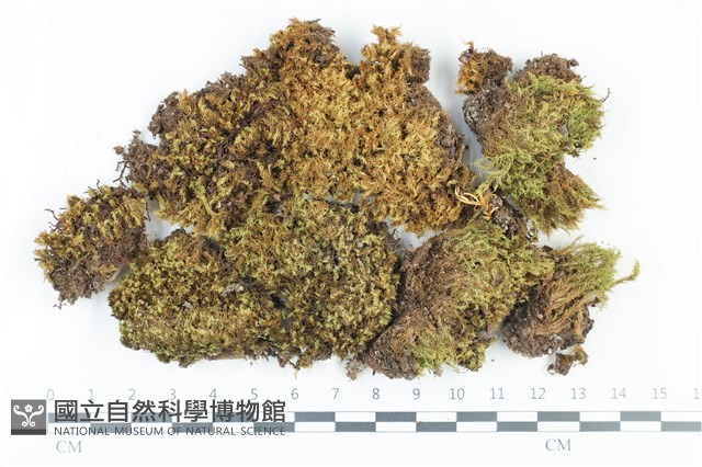 登錄號:B00013193藏品圖，第1張