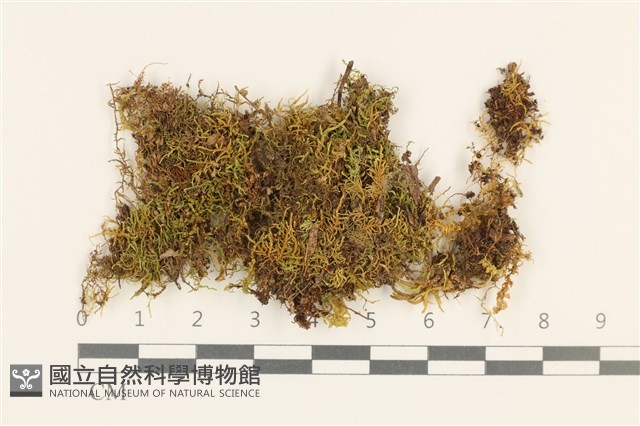 毛羽蘚藏品圖，第1張