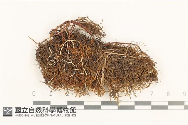 登錄號:B00018993藏品圖，第1張