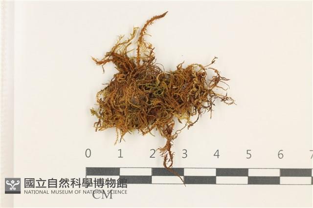 登錄號:B00009993藏品圖，第1張