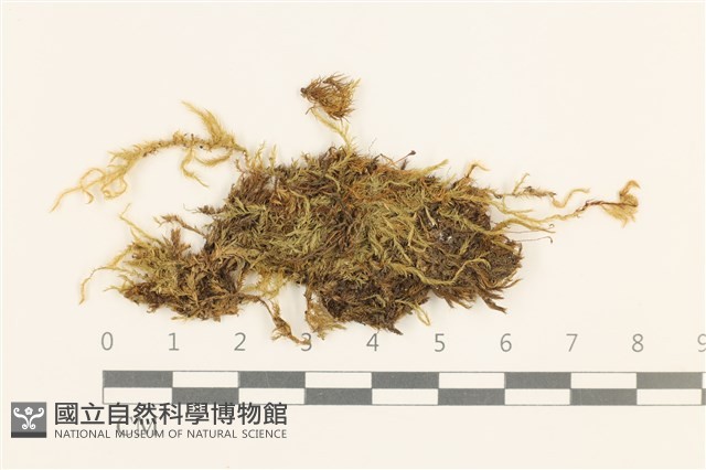 腐木蘚藏品圖，第1張