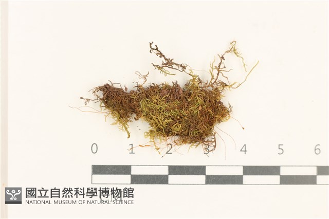 登錄號:B00011893藏品圖，第1張