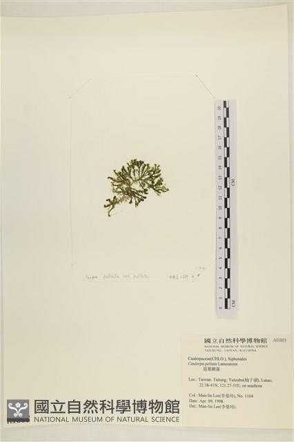 盾葉蕨藻藏品圖，第3張