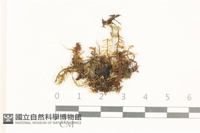 粗齒雉尾蘚藏品圖，第1張