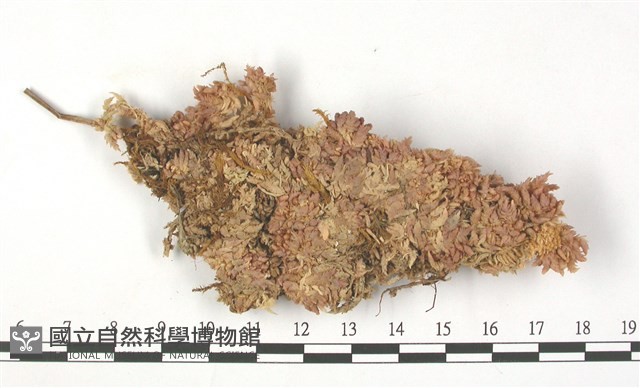 中位泥炭蘚藏品圖，第1張