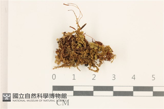 仙鶴蘚藏品圖，第1張