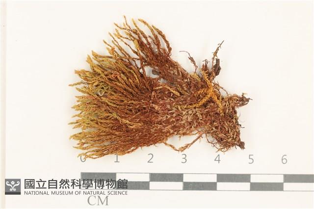 長葉牛角蘚藏品圖，第1張