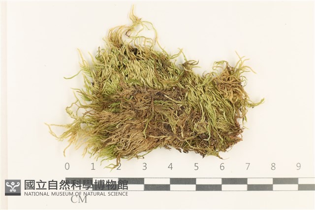 登錄號:B00012943藏品圖，第1張