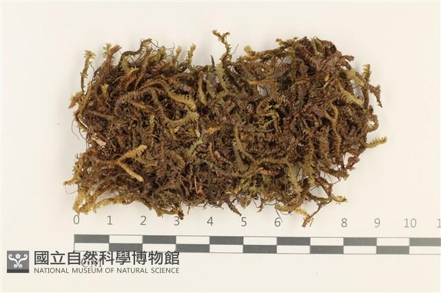 登錄號:B00016943藏品圖，第1張