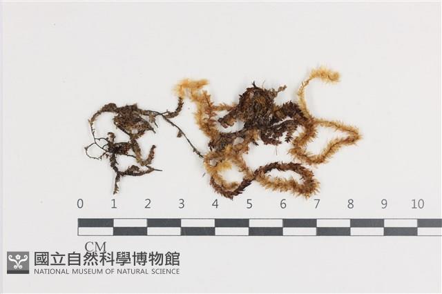 登錄號:B00005943藏品圖，第1張