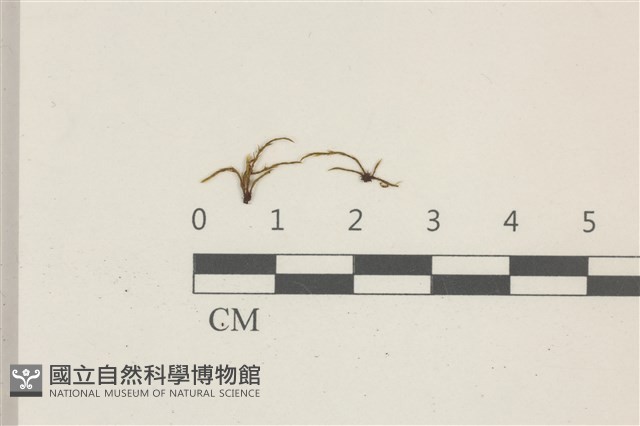 登錄號:B00011943藏品圖，第1張