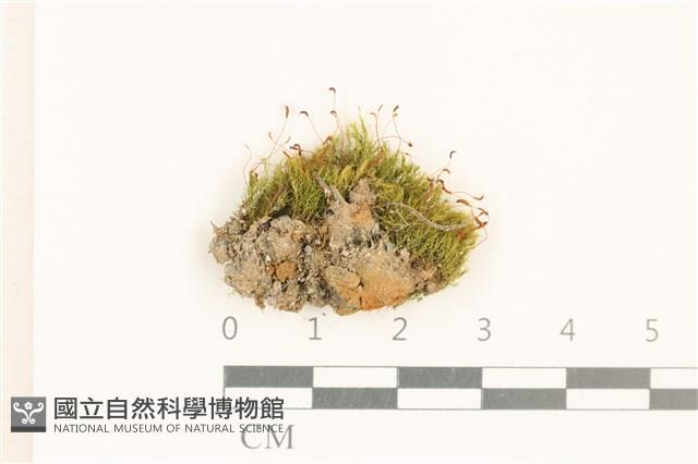 登錄號:B00012843藏品圖，第1張