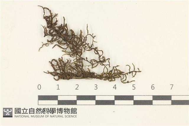 登錄號:B00014843藏品圖，第1張