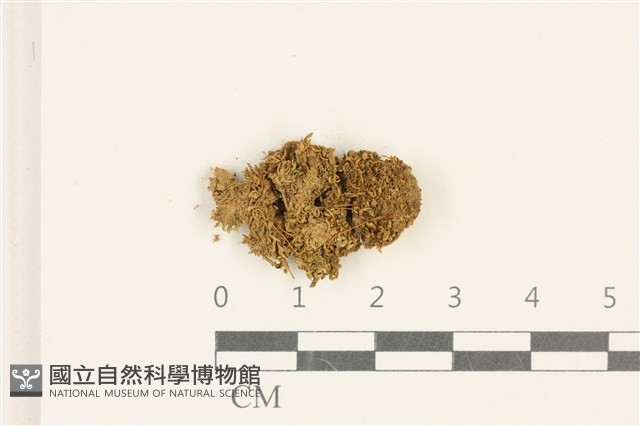 鈍葉蘆薈蘚藏品圖，第1張