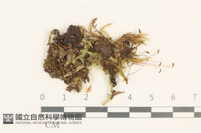 登錄號:B00015843藏品圖，第1張
