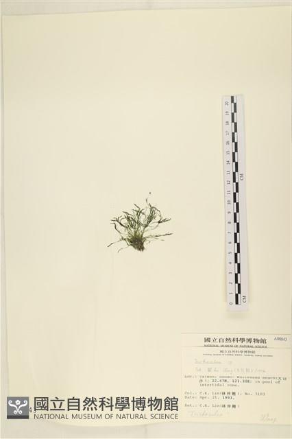 登錄號:A00000843藏品圖，第3張