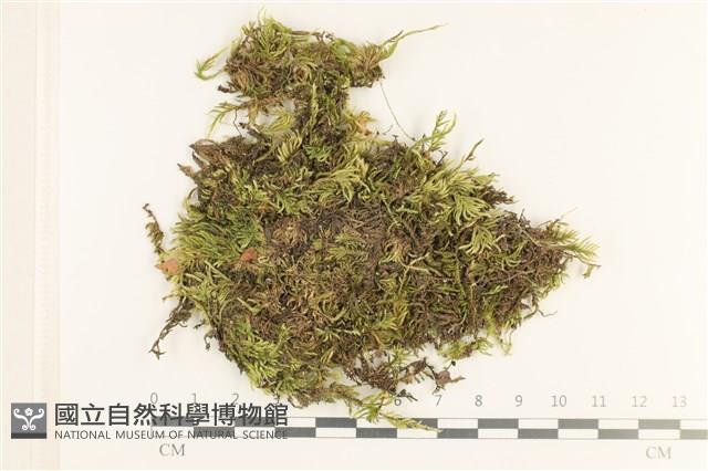 登錄號:B00013263藏品圖，第1張