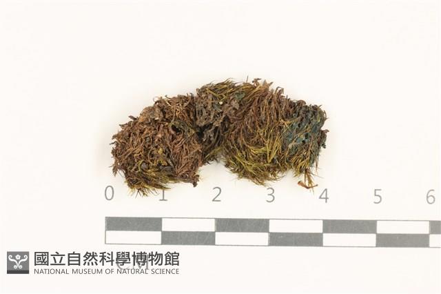 登錄號:B00015163藏品圖，第1張