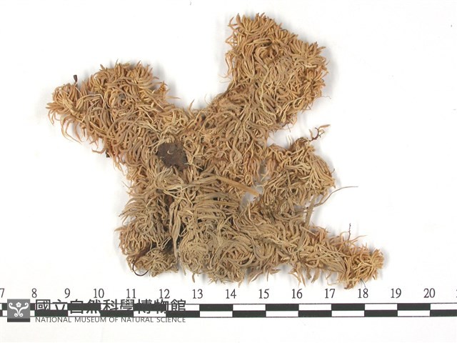 登錄號:B00003163藏品圖，第1張