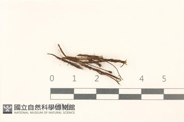 登錄號:B00016963藏品圖，第1張