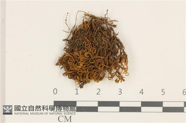 登錄號:B00004963藏品圖，第1張