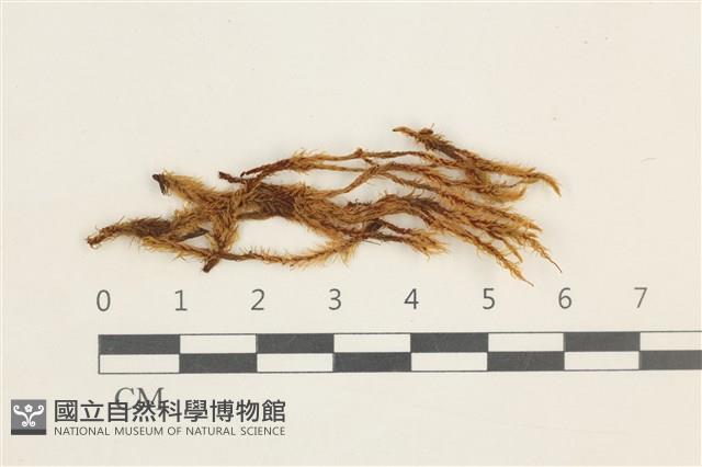 登錄號:B00002863藏品圖，第1張