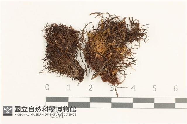 裂葉鞭苔藏品圖，第1張