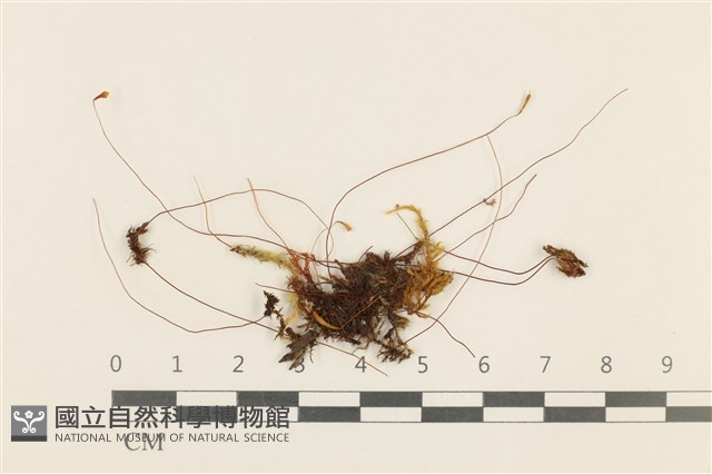登錄號:B00014863藏品圖，第1張
