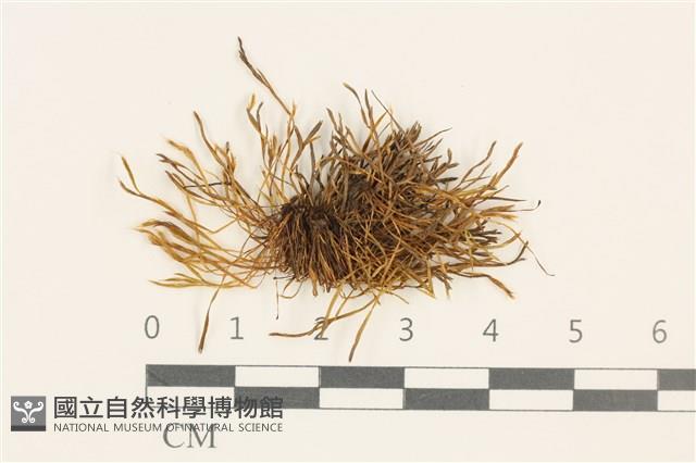 蝦蘚藏品圖，第1張