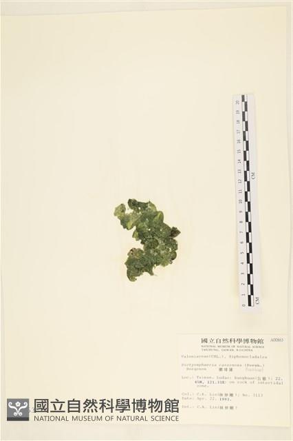 網球藻藏品圖，第3張