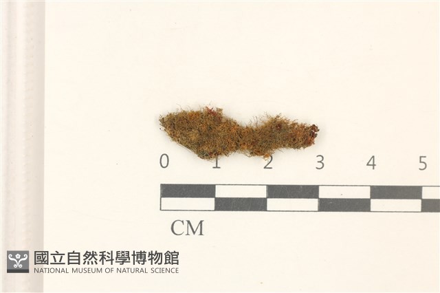 尼氏假大萼苔藏品圖，第1張