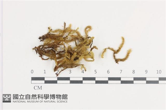 登錄號:B00011363藏品圖，第1張