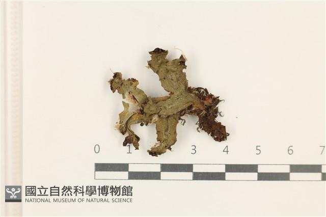 蛇苔藏品圖，第1張