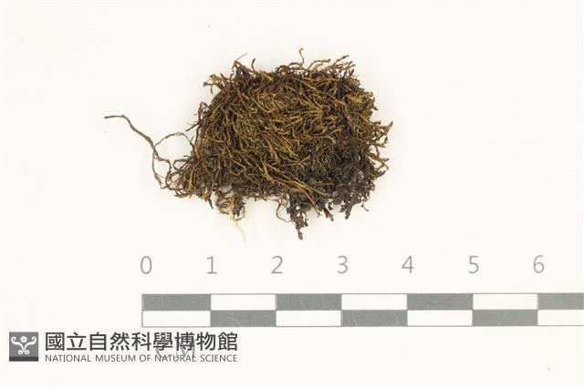 卷葉苔藏品圖，第1張