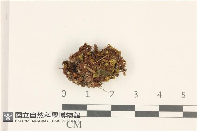 綠片苔藏品圖，第1張