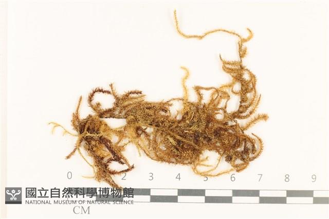 登錄號:B00000203藏品圖，第1張