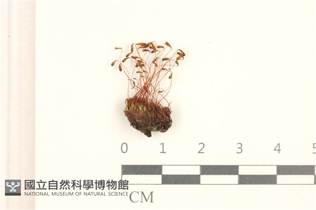 登錄號:B00004003藏品圖，第1張
