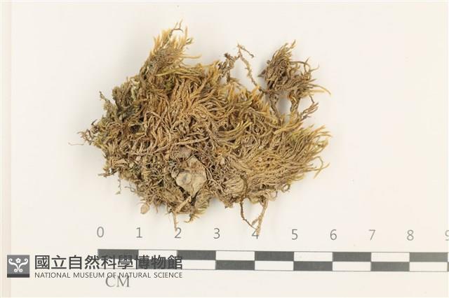 登錄號:B00011103藏品圖，第1張