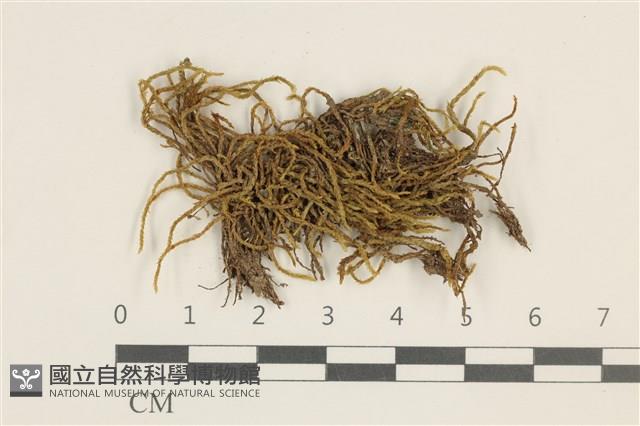 登錄號:B00003103藏品圖，第1張