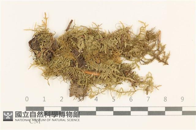 扁灰蘚藏品圖，第1張