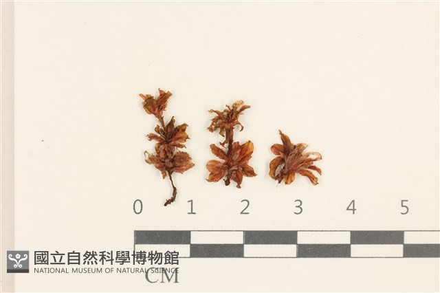 登錄號:B00004903藏品圖，第1張