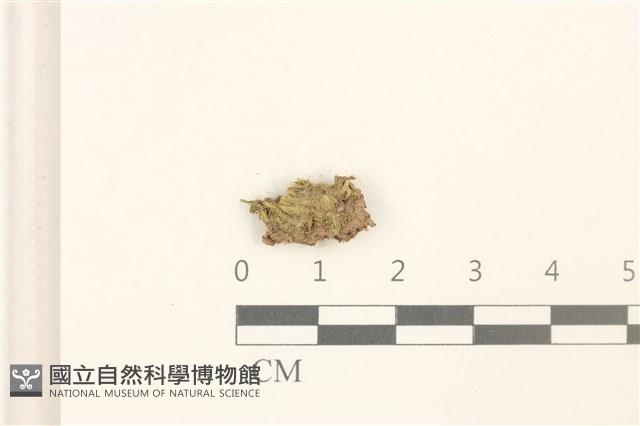 闊葉曲柄蘚藏品圖，第1張