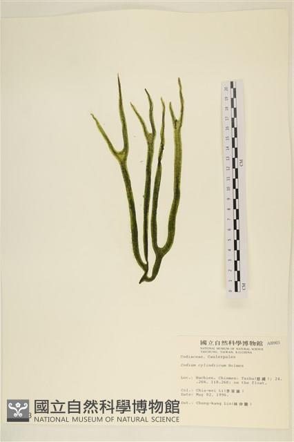 登錄號:A00000903藏品圖，第1張