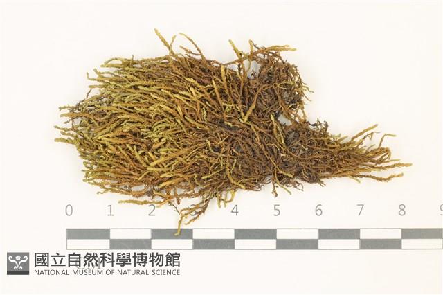 登錄號:B00015803藏品圖，第1張
