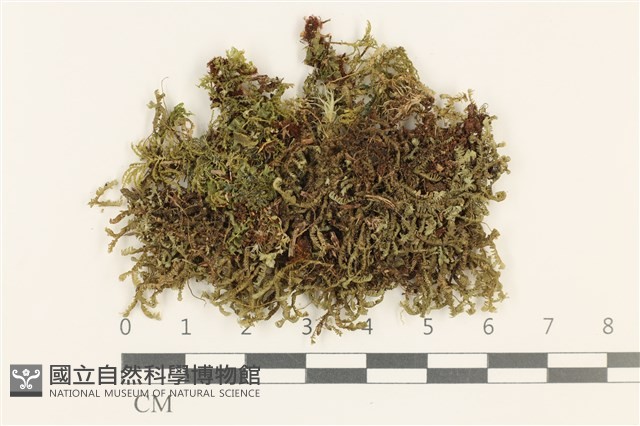 登錄號:B00010803藏品圖，第1張
