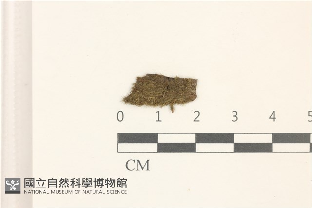 登錄號:B00005083藏品圖，第1張