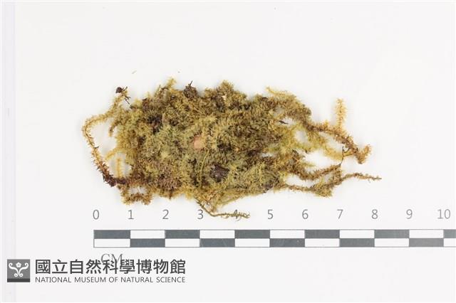 大灰氣蘚藏品圖，第1張